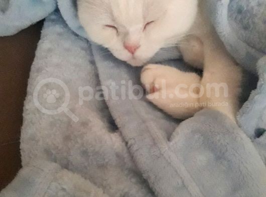 Safkan Scottish Fold Oğlum görsel