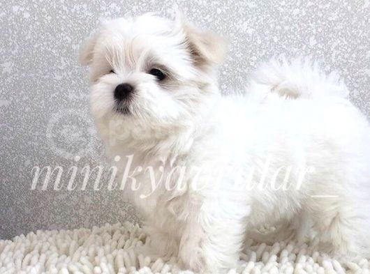 Yavru Terrier Maltese