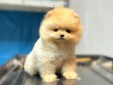 Safkan Pomeranian Boo Yavrularımız