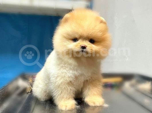 Safkan Pomeranian Boo Yavrularımız görsel