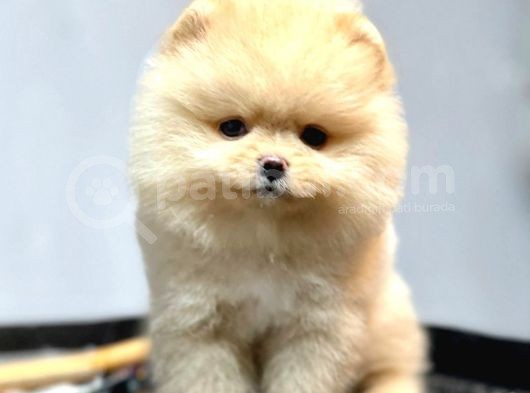 Safkan Pomeranian Boo Yavrularımız