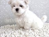 Yavru Terrier Maltese