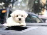Safkan Maltese Terrier Yavrularımız