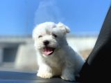 Irk ve Sağlık Garantili Maltese Terrier Yavrularımız