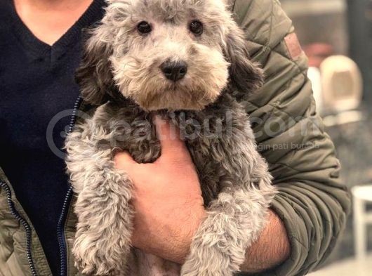 6 Aylık Erkek Silver Toy Poodle