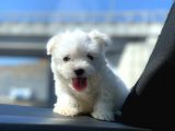 Irk Ve Sağlık Garantili Maltese Terrier Yavrularımız