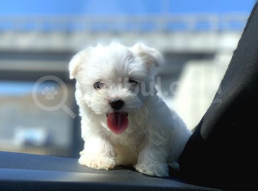 Irk Ve Sağlık Garantili Maltese Terrier Yavrularımız görsel