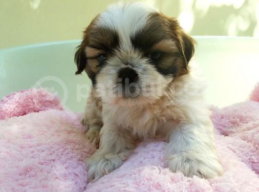 Shih Tzu Yavruları