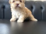 Renkli Gözlü Maltipoo Yavrular