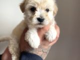 Nadir Rastlanan Güzellikte Maltipoo Yavrular