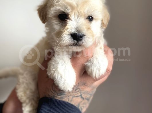 Nadir Rastlanan Güzellikte Maltipoo Yavrular görsel
