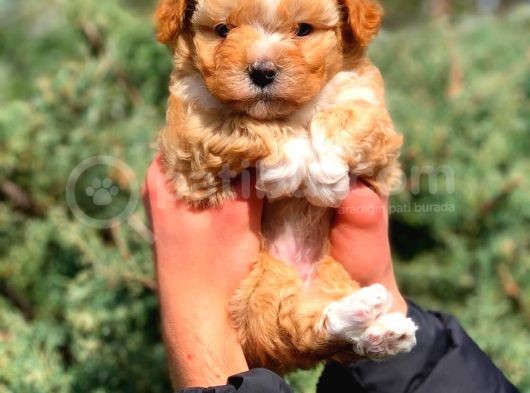 2 Aylık Erkek Ve Dişi Maltipoo görsel