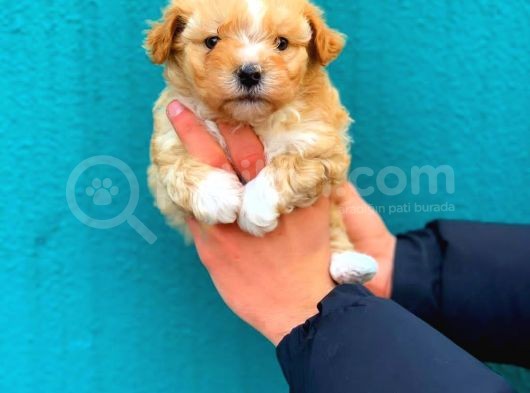 2 Aylık Erkek Ve Dişi Maltipoo