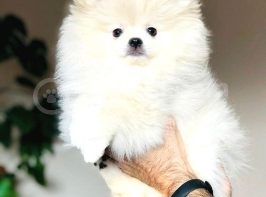 Pomeranian Boo Çok Sağlıklı Yavrularımız görsel