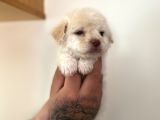 Kayısı Rengi Maltipoo Yavrular