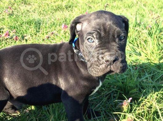 İtalyan Mastif Cane Corso Black görsel
