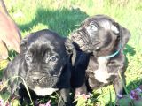 İtalyan Mastif Cane Corso Black