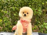 Sahibinden En Tatlı Irk Pomeranian Boo