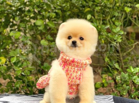 Sahibinden En Tatlı Irk Pomeranian Boo