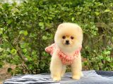 Safkan En Tatlı Irk Pomeranian Boo
