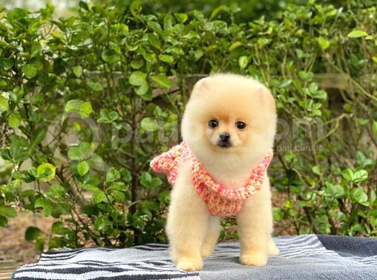 Safkan En Tatlı Irk Pomeranian Boo görsel