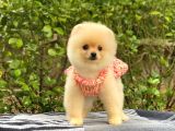 Safkan En Tatlı Irk Pomeranian Boo