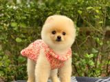 Safkan En Tatlı Irk Pomeranian Boo