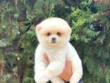Safkan Pomeranian Boo