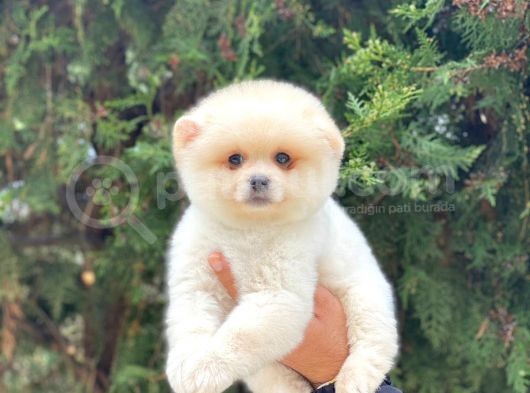 Safkan Pomeranian Boo görsel