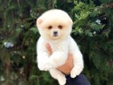 En Tatlı Irk Pomeranian Boo Orijinal