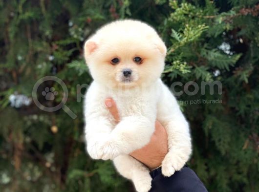 En Tatlı Irk Pomeranian Boo Orijinal görsel