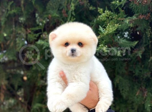 En Tatlı Irk Pomeranian Boo Orijinal