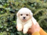 Sahibinden Orjinal Pomeranian Boo