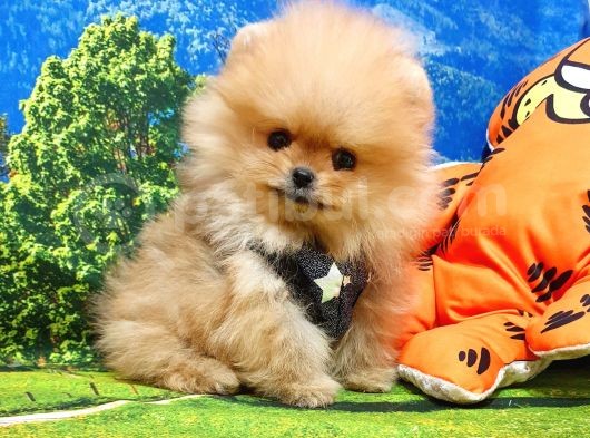Orjinal Pomeranian Boo Yavrularımız görsel