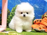 Orjinal Pomeranian Boo Yavrularımız