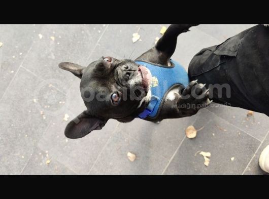 Siyah İnci French Bulldog Yavrumuz görsel