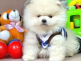 Safkan Pomerani̇an Boo Yavrularımız