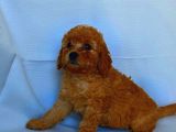 Irk Garantili Toy Poodle