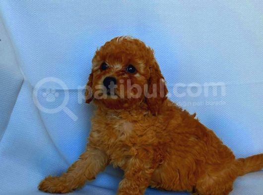 Irk Garantili Toy Poodle görsel