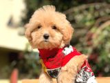 2 Aylık Erkek ve Dişi Maltipoo