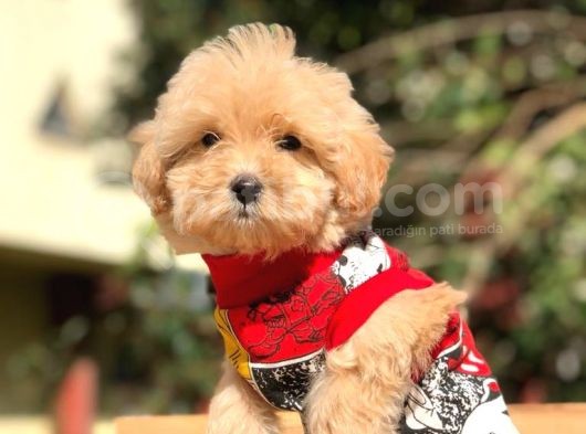 2 Aylık Erkek Ve Dişi Maltipoo