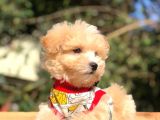 2 Aylık Erkek Ve Dişi Maltipoo