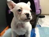 50 Günlük Dünya Tatlısı French Bulldog Yavrumuz