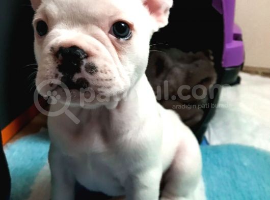 50 Günlük Dünya Tatlısı French Bulldog Yavrumuz