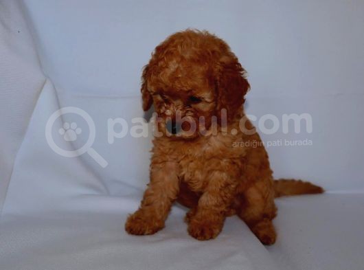 Irk Garantili Toy Poodle görsel
