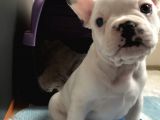 50 Günlük Dünya Tatlısı French Bulldog Yavrumuz