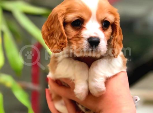 2 Aylık Erkek Ve Dişi Cavalier King Charles Yavrular görsel