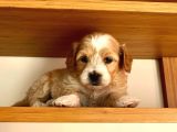 Nadir Rastlanan Güzellikte Maltipoo
