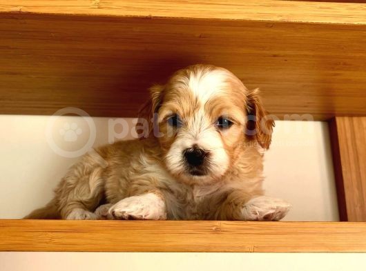 Nadir Rastlanan Güzellikte Maltipoo görsel
