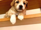 Nadir Rastlanan Güzellikte Maltipoo